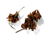 Acacia Extract
