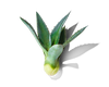 Agave Extract