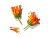 Marigold Extract