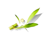 Bamboo Extract