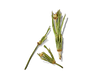 Horsetail Extract