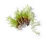 Irish Moss Extract